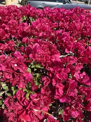 Bougainvillea