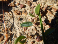 Oxalis monophylla monophylla