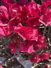 Bougainvillea