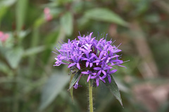 Crusea hispida