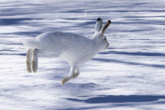 Lepus townsendii