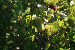 Coccifera
