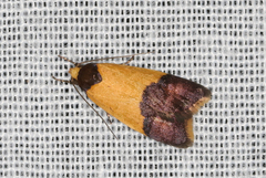 Heteroteucha dichroella