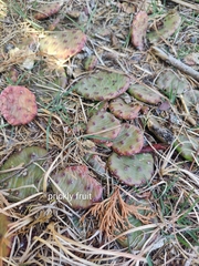 Opuntia strigil