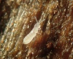 Parisotoma notabilis