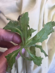 Erigeron sumatrensis