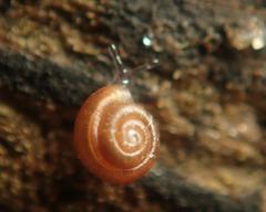 Punctum pygmaeum