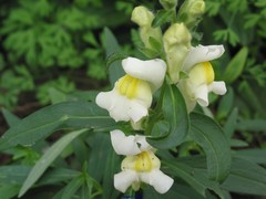 Antirrhinum majus