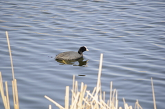 Fulica atra