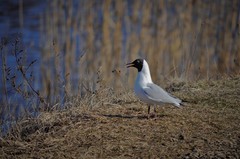 Chroicocephalus ridibundus
