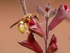 Euodynerus pratensis