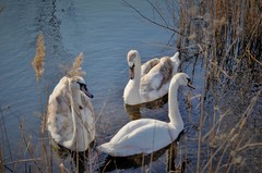 Cygnus olor