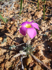 Oxalis hirta