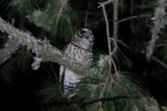 Strix fulvescens