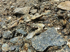 Cicindela sylvicola