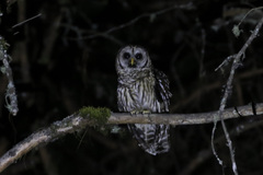 Strix fulvescens