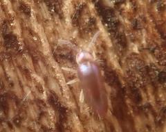 Lepidocyrtus violaceus