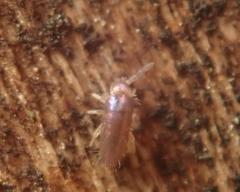 Lepidocyrtus violaceus