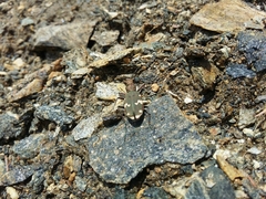 Cicindela sylvicola
