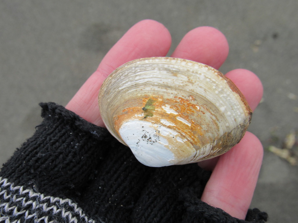 surf clams