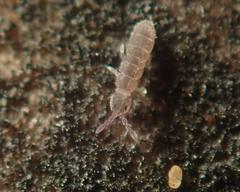 Parisotoma notabilis