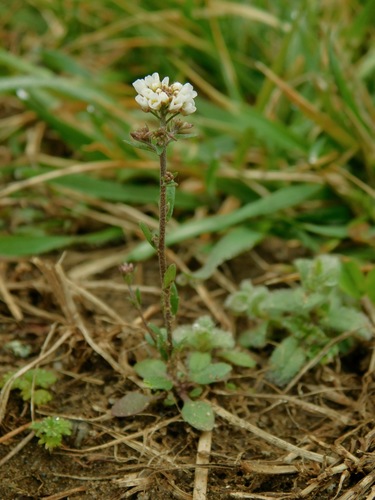 Image of Abdra brachycarpa by (c) Michael J. Papay, some rights reserved (CC BY)