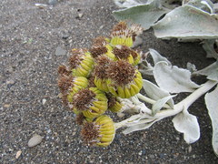 Senecio candidans