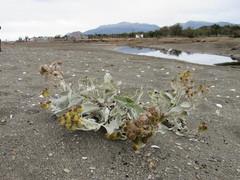 Senecio candidans