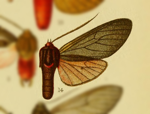 Amastus deinella
