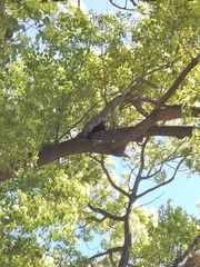 Sciurus carolinensis