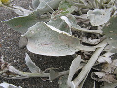 Senecio candidans