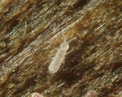 Parisotoma notabilis