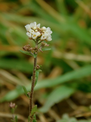 Image of Abdra brachycarpa by (c) Michael J. Papay, some rights reserved (CC BY)