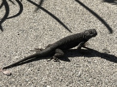 Sceloporus occidentalis
