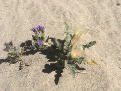 Mentzelia involucrata