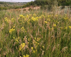 Linaria biebersteinii ruthenica