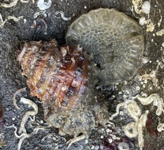 Alanbeuella corrugata