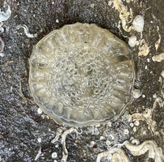 Alanbeuella corrugata