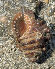 Alanbeuella corrugata