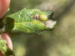 Aceria baccharipha