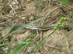 Phalotris lemniscatus