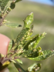 Aceria baccharipha