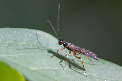 Xorides praecatorius