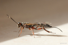 Xorides praecatorius