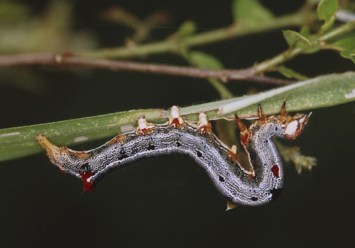 Lienard's Achaea