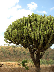 Euphorbia abyssinica