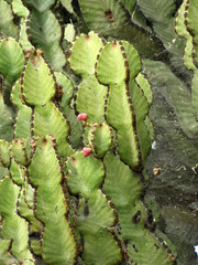 Euphorbia abyssinica