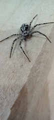Philodromus margaritatus