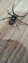 Philodromus margaritatus