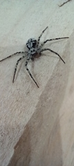 Philodromus margaritatus